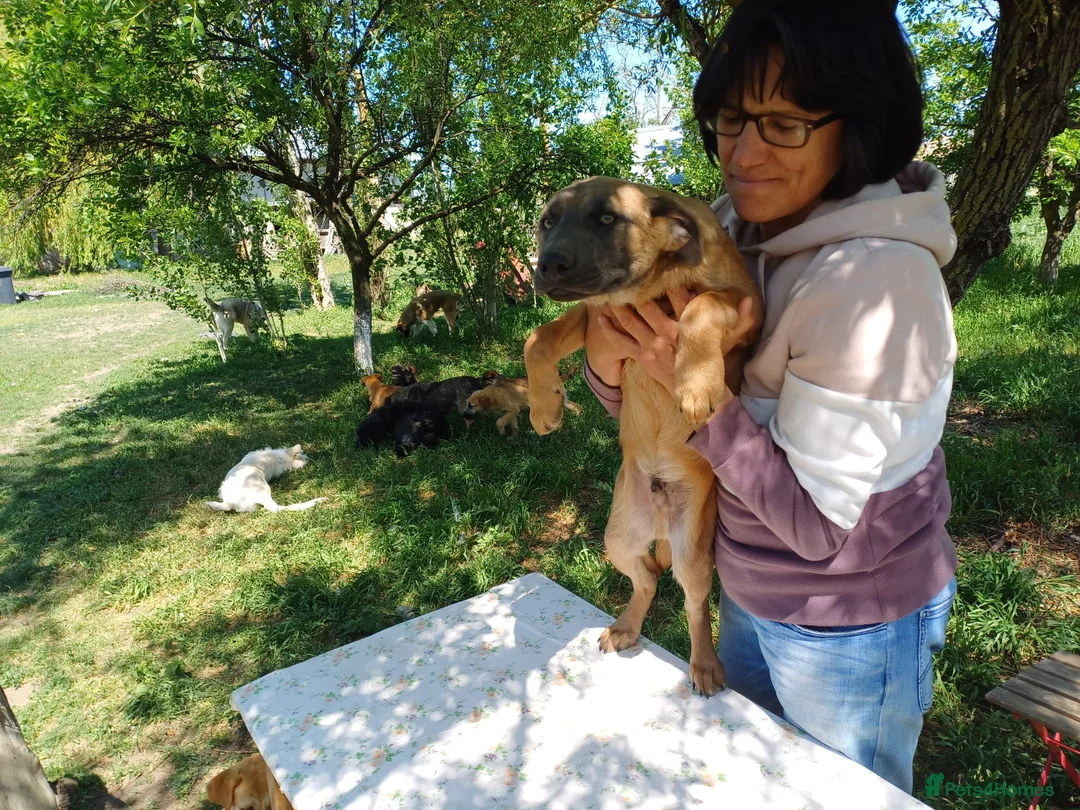 Mixed Breed dogs for adoption: BLUE, a Lovely Puppy Boy - for a Loving Home in Nottingham - Advert 18