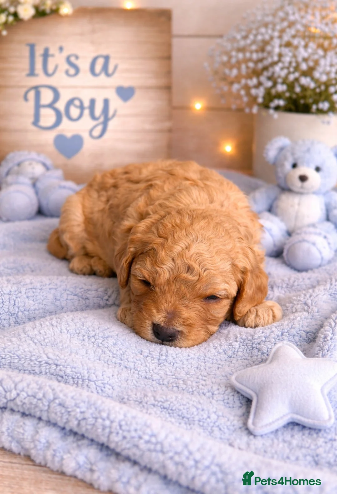 Cavapoo dogs for sale: Beautiful F1b Cavapoo's Raised in the home - Advert 2
