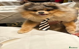 Pomeranian dogs for stud: Rare Blue & Tan Merle Pomeranian Stud– No Fee (£0) - Image 8