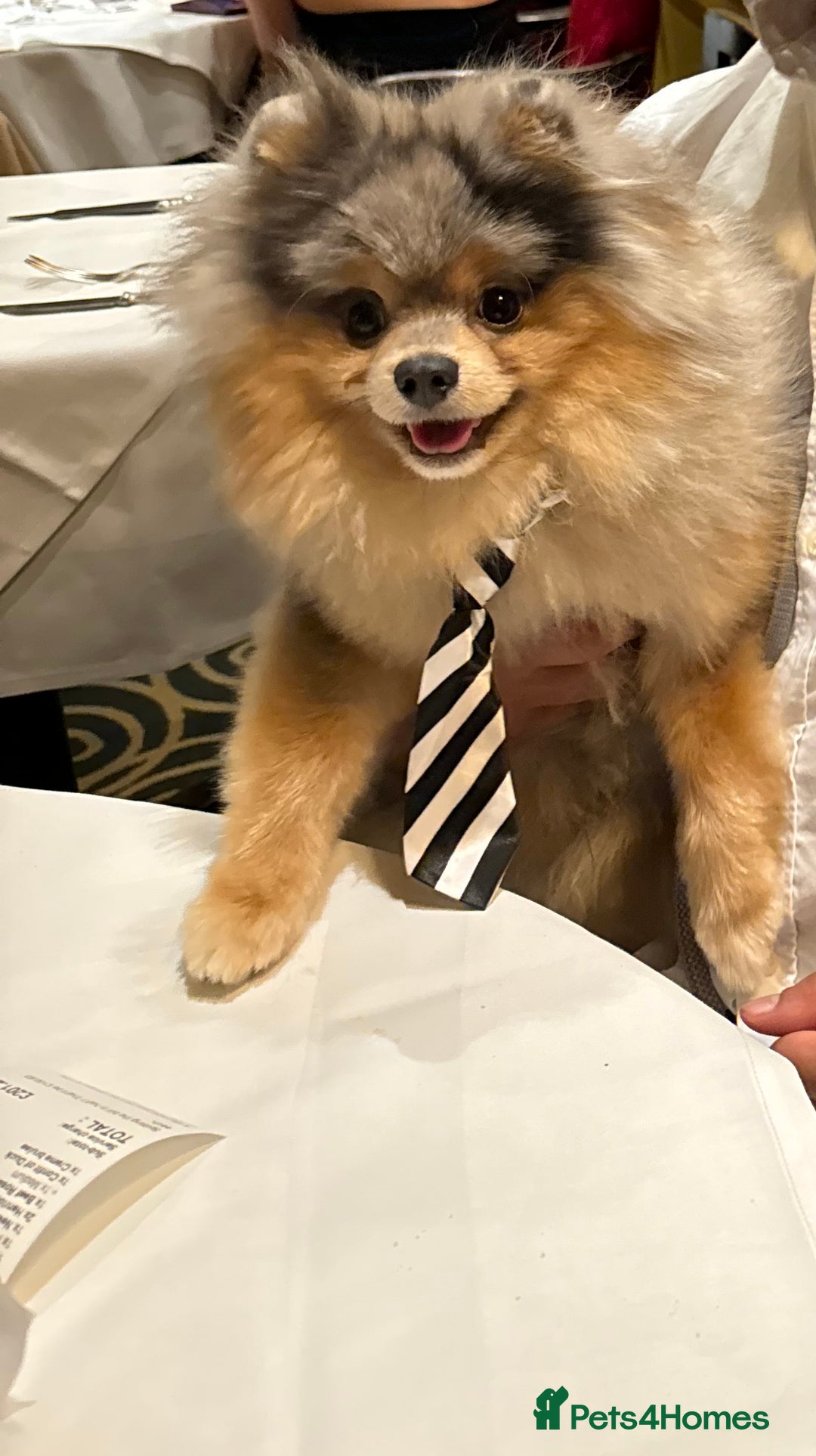 Pomeranian dogs for stud: Rare Blue & Tan Merle Pomeranian Stud– No Fee (£0) - Image 8