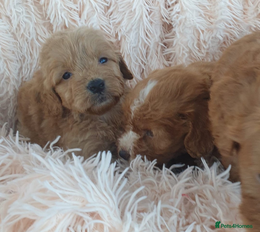 Cockapoo dogs for sale: Cockapoo Puppies PRA UNAFFECTED  - Image 11