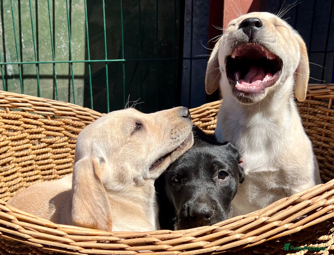Labrador Retriever dogs for sale: Labrador Pups Chunky traditional type 1 girl left in Barrow-upon-Humber - Image 23