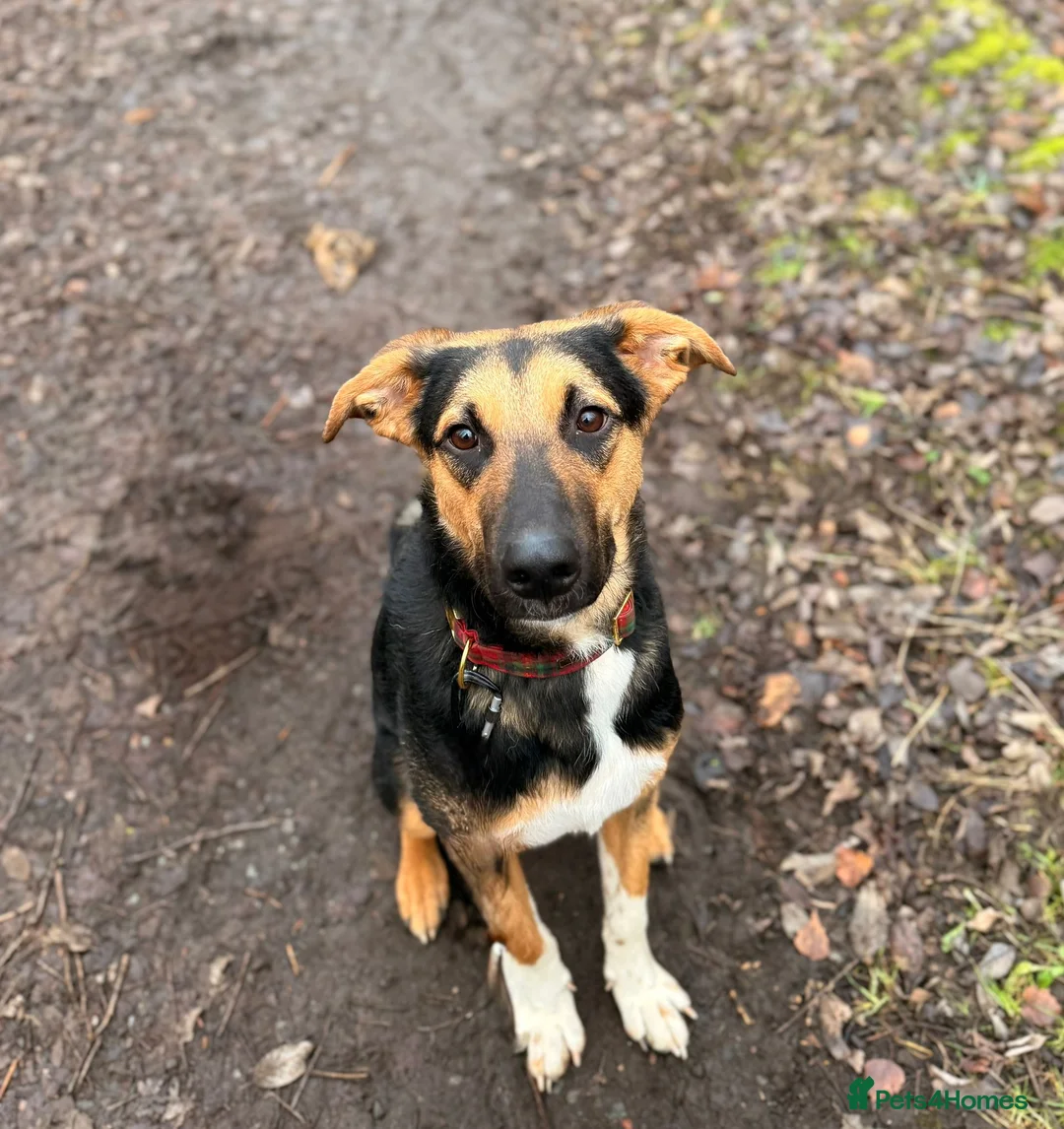Mixed Breed dogs for adoption: 💙BRUNO💙Loyal Loving Overlooked 11 months old - Advert 3