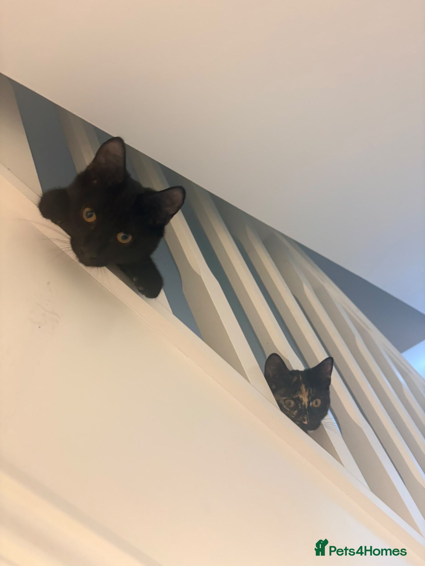 Mixed Breed cats Jessie and woody - Advert 2