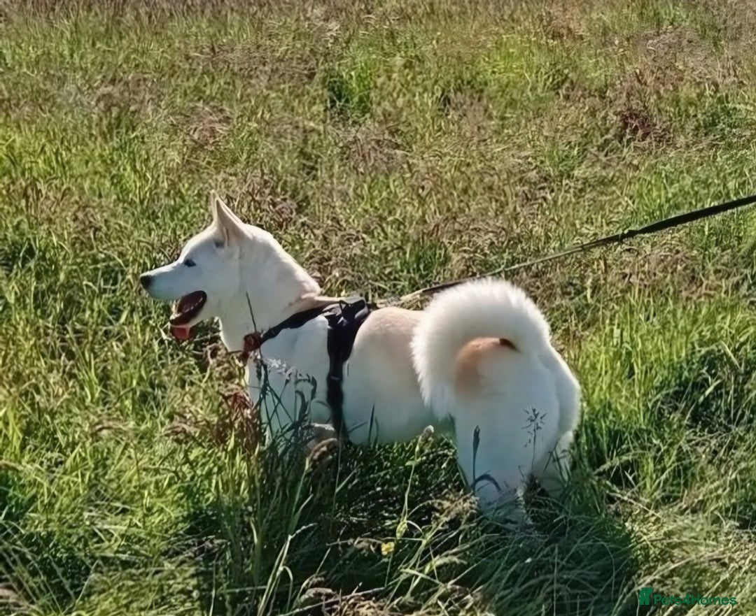 Huskita dogs for sale: 2year 3month male akita×husky looking for 5*home - Advert 8