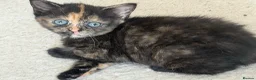 Mixed Breed cats for sale: 4 kittens for sale - see description for prices  - Advert 7