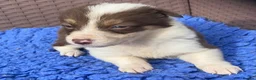 Border Collie dogs for sale: Fabulous Red Border Collie Puppies - Advert 19