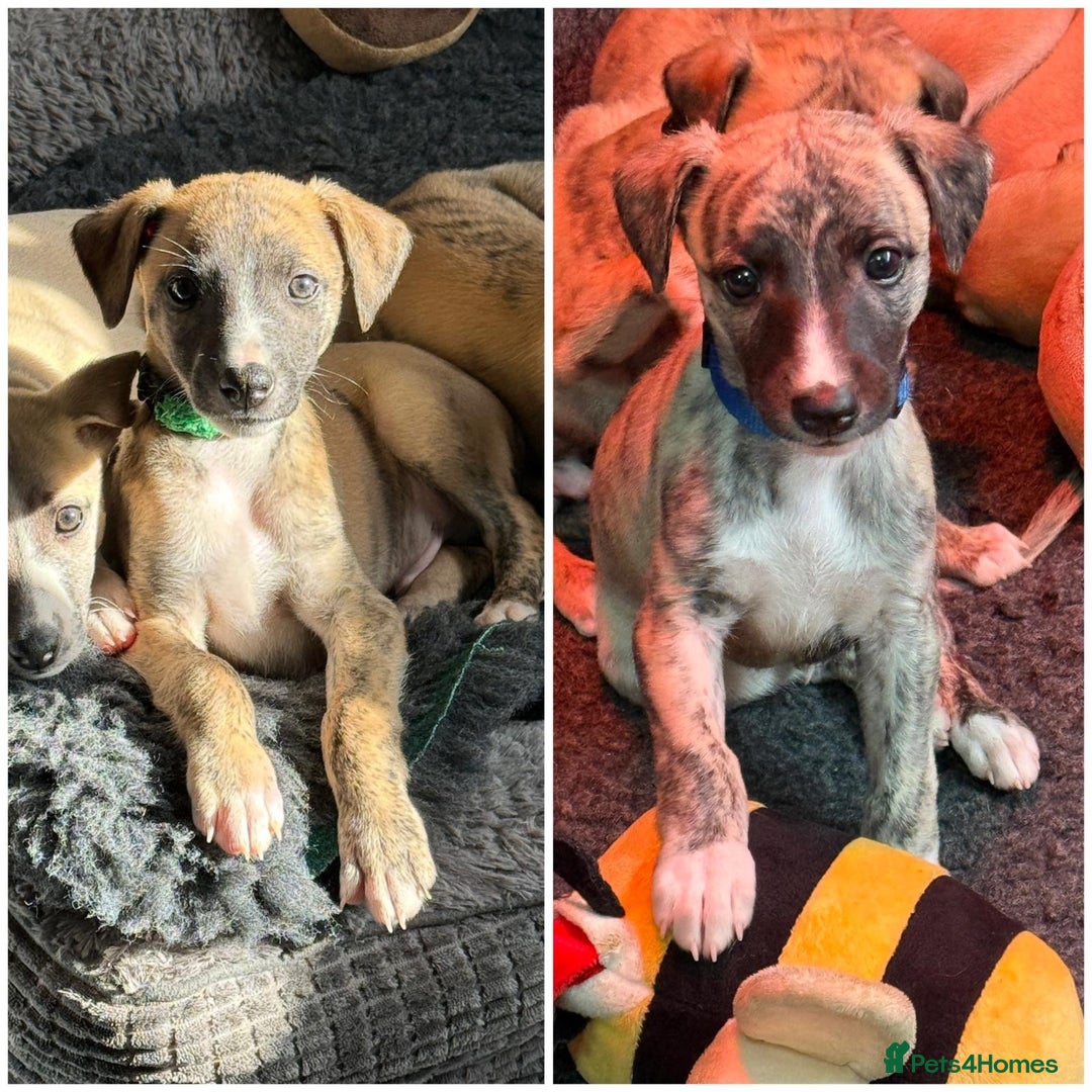 Whippet dogs for sale: 2 Super Smart Whippet boys available - Image 1