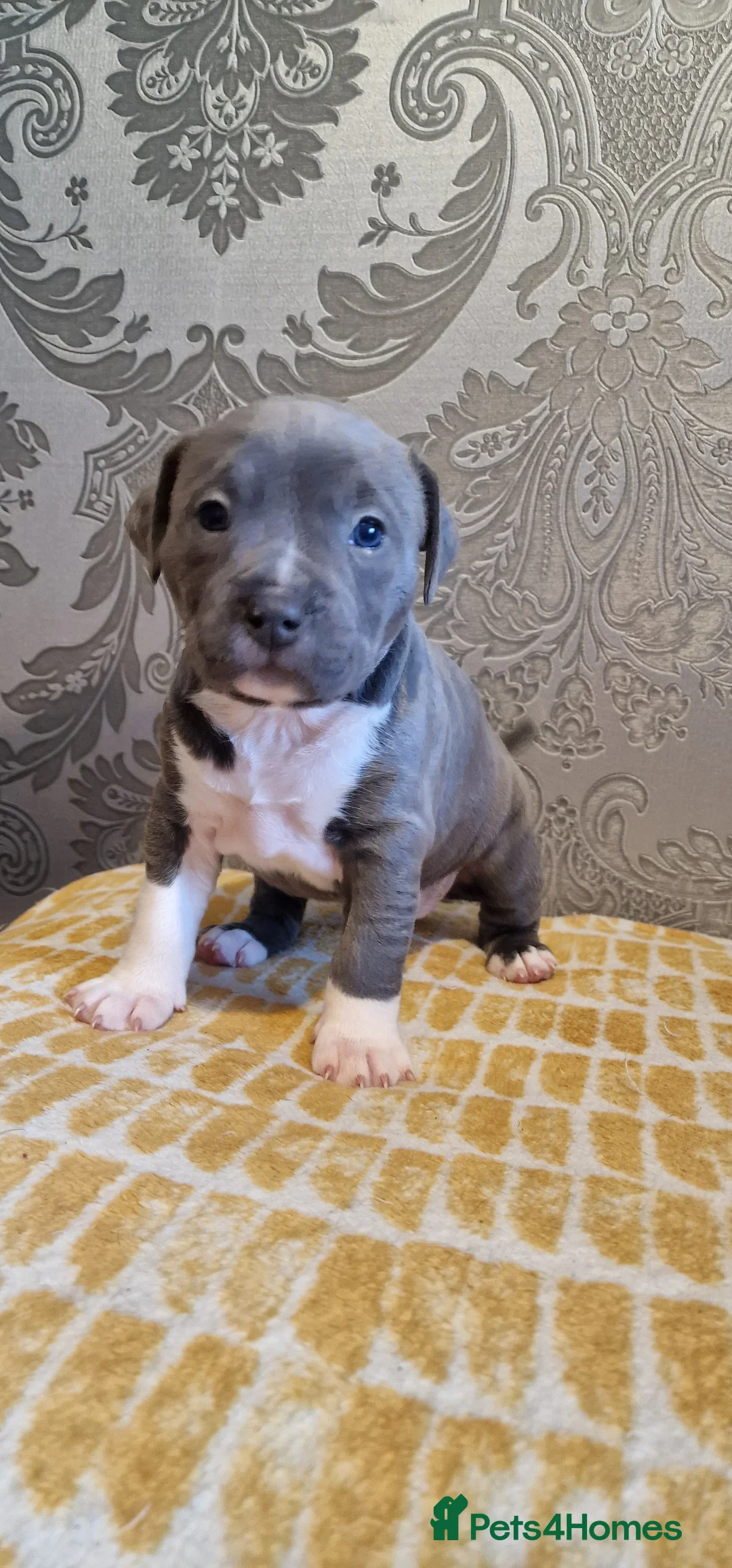 Staffordshire Bull Terrier dogs for sale: Staffordshire Bull terrier puppies  - Advert 8