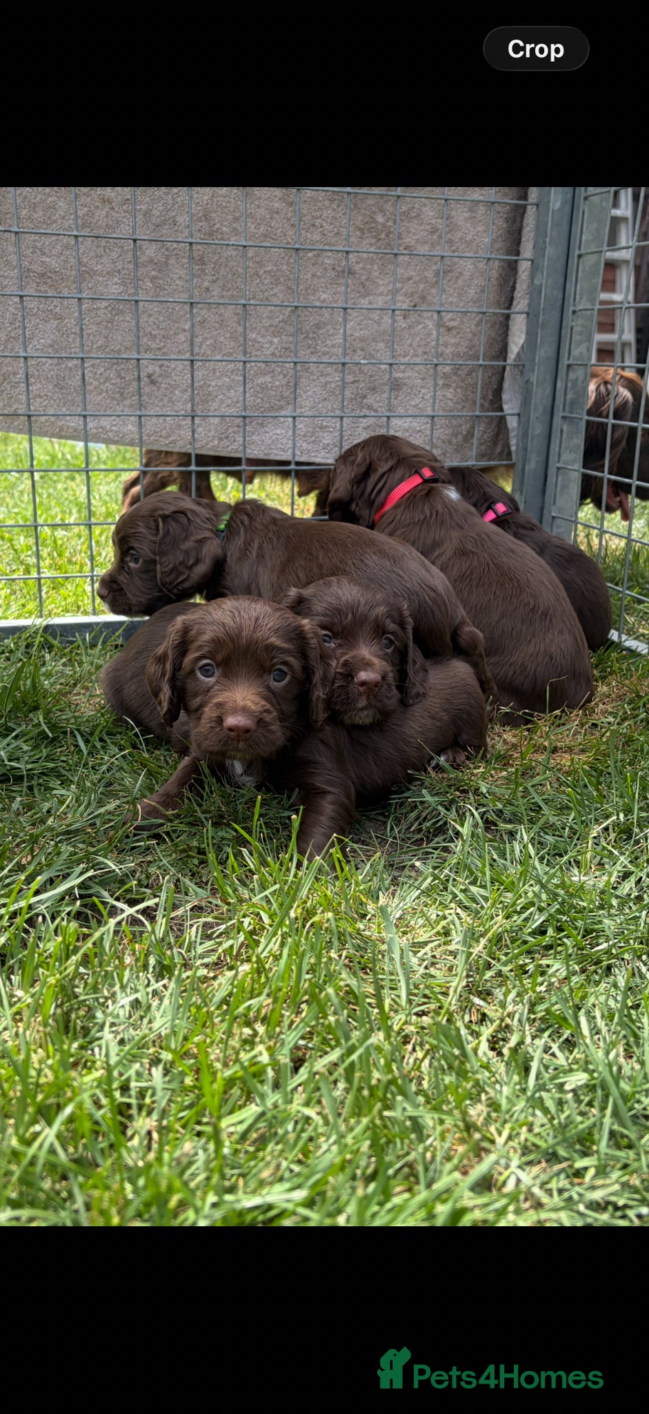 Cocker Spaniel dogs Working cocker spaniel puppies  - Advert 3