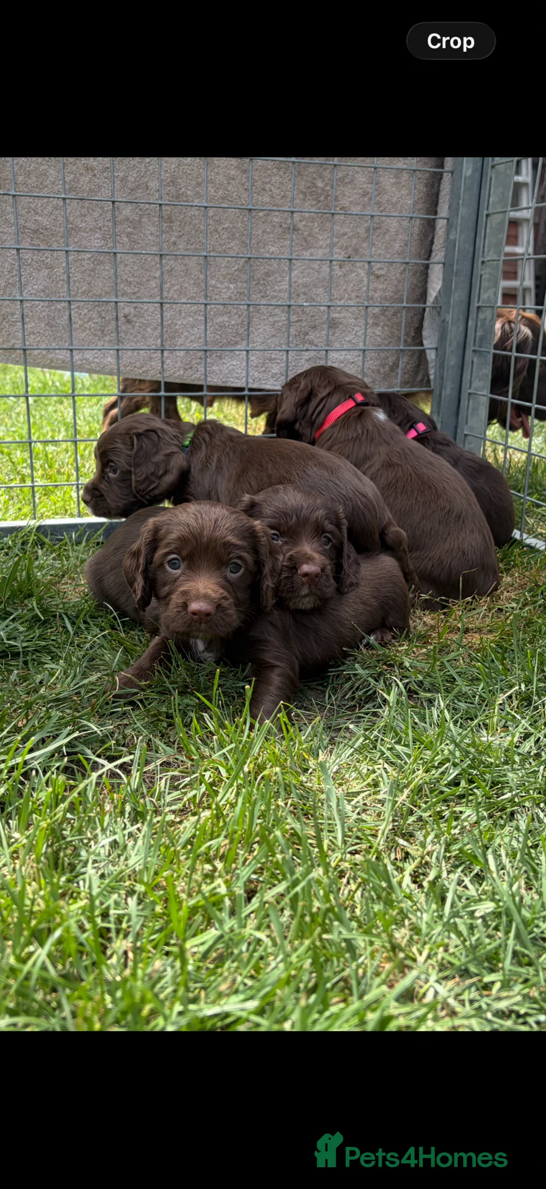 Cocker Spaniel dogs for sale: Working cocker spaniel puppies  - Advert 1