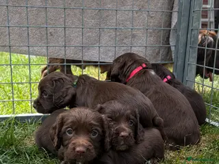 Cocker Spaniel dogs Working cocker spaniel puppies - Advert 2