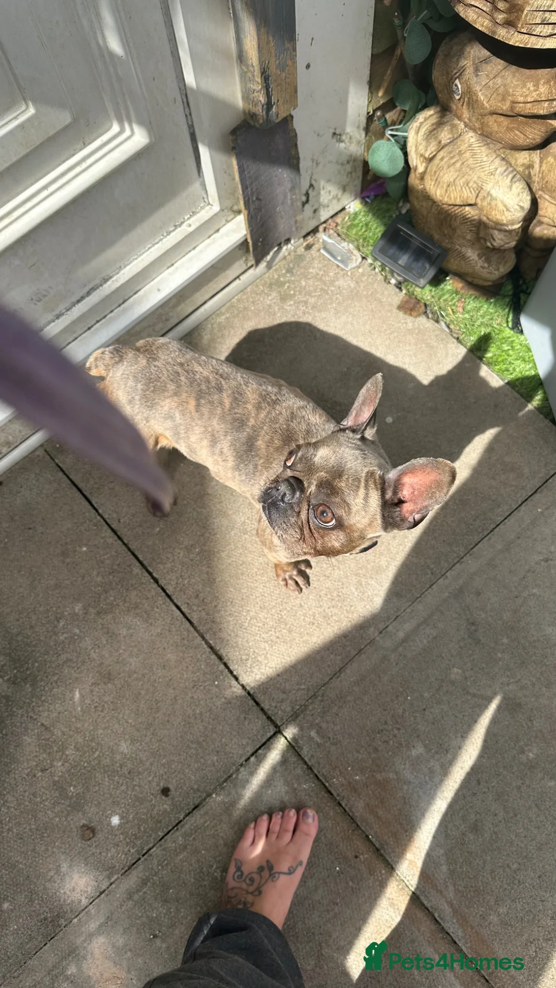 French Bulldog dogs for sale: French bulldog  in Biggleswade - Advert 1