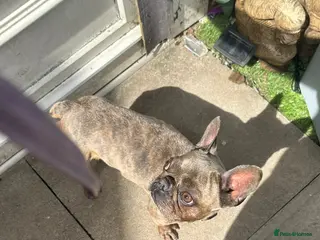 French Bulldog dogs French bulldog - Advert 2