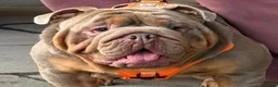 English Bulldog dogs for stud: Fully Suited Lilac & Tan  - Advert 7