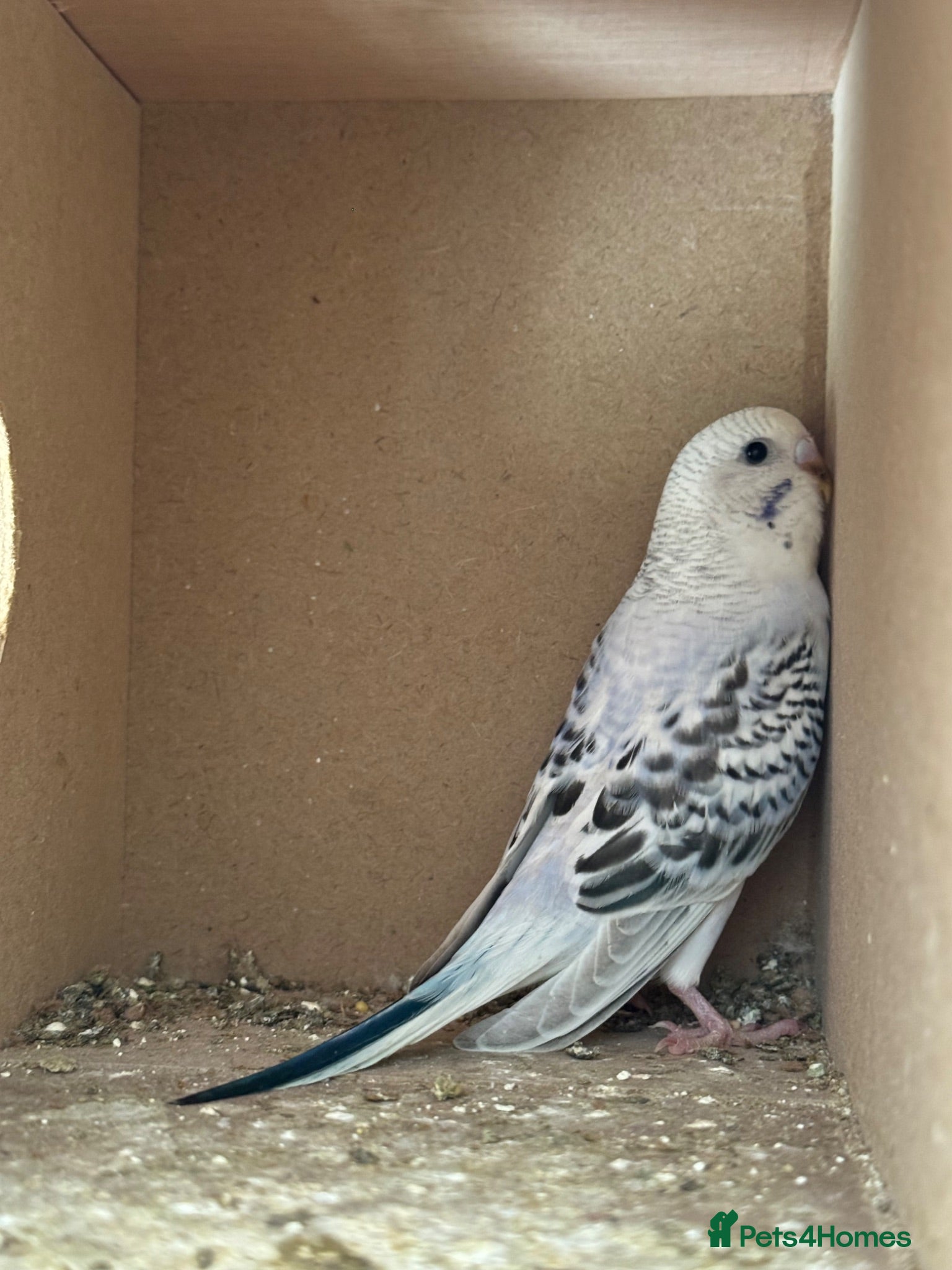 Budgerigars birds Budgies babies for sale - Advert 1