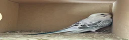 Budgerigars birds for sale: Budgies babies for sale - Advert 1