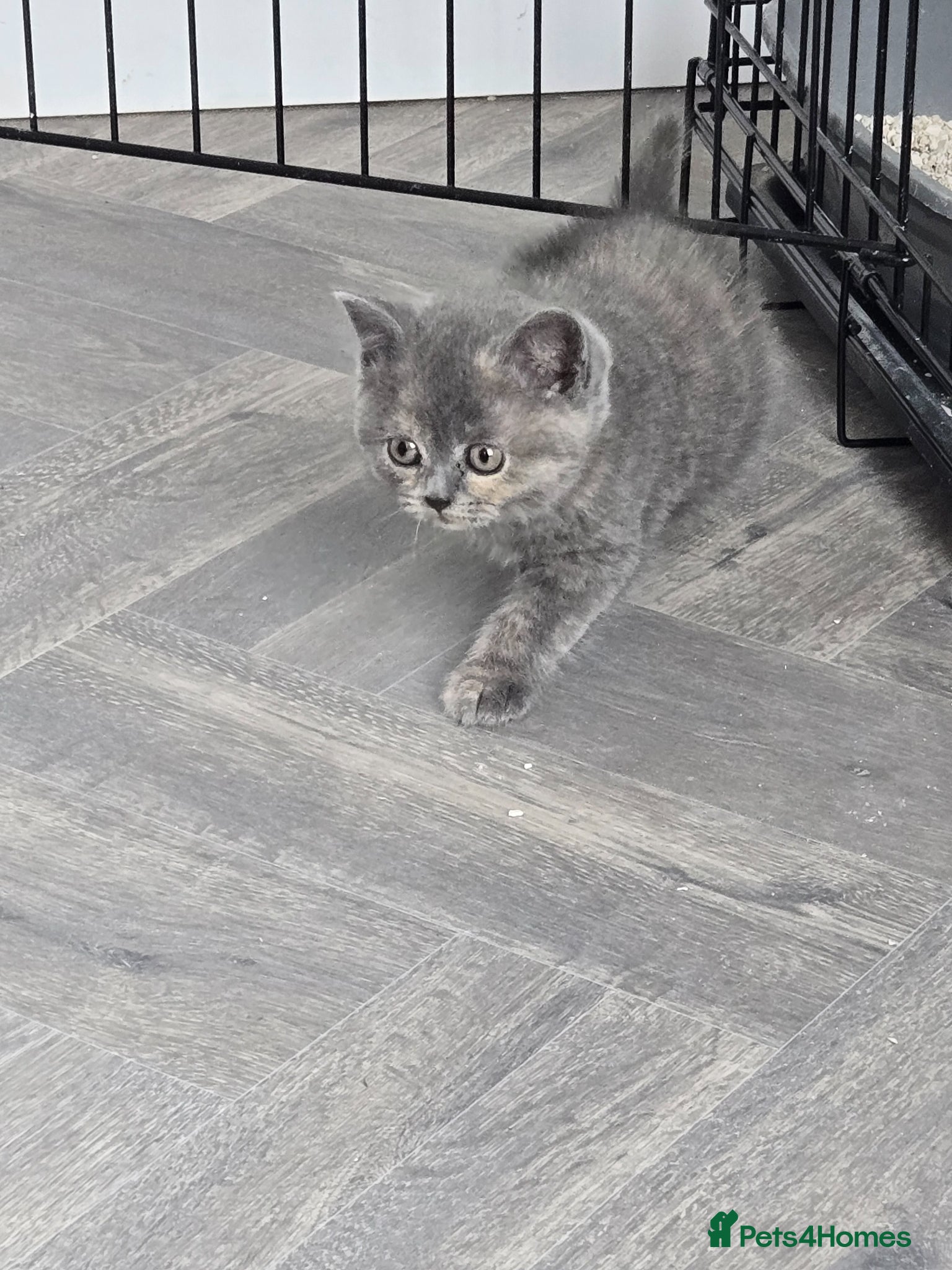 British Shorthair cats Beautiful Blue-Tortie female - Advert 5