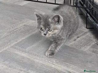 British Shorthair cats Beautiful Blue-Tortie female - Advert 2