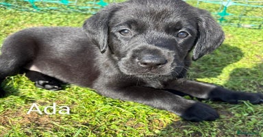 Labrador Retriever dogs - Advert 14