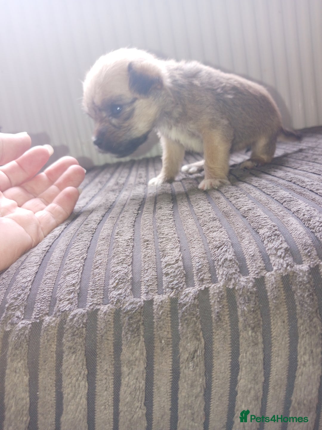 Mixed Breed dogs for sale: Patterdale mix - Image 9