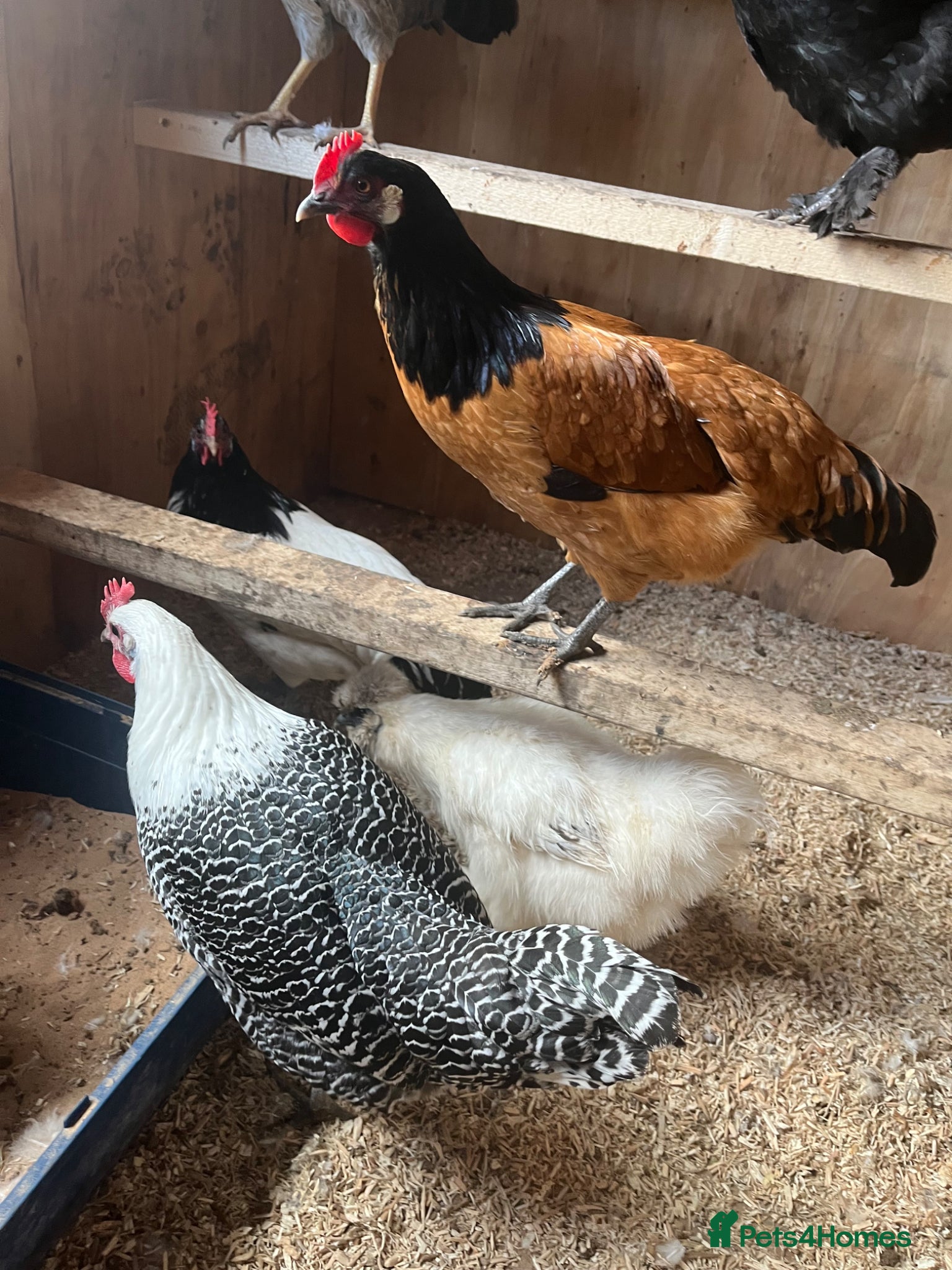 Chickens poultry for sale: Various breeds of chicken  - Advert 2
