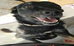 Mixed Breed dogs for adoption: Meet Roxy  - Image 1