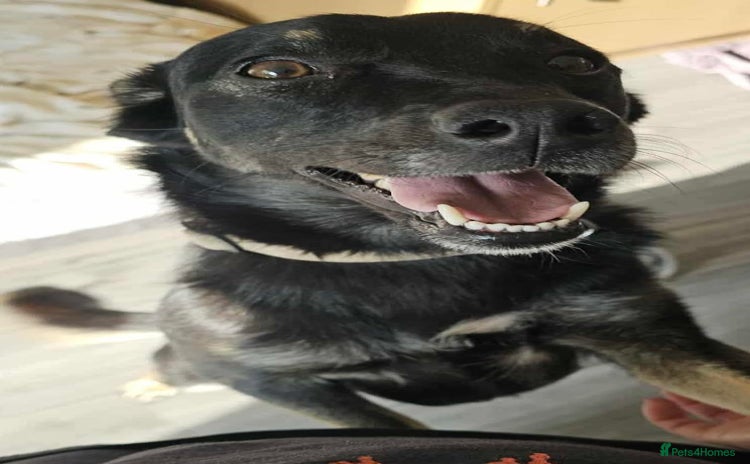 Mixed Breed dogs - Advert 1