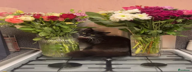 Delilah 