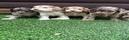 Cockapoo dogs for sale: F1 cockapoo puppies - Advert 5
