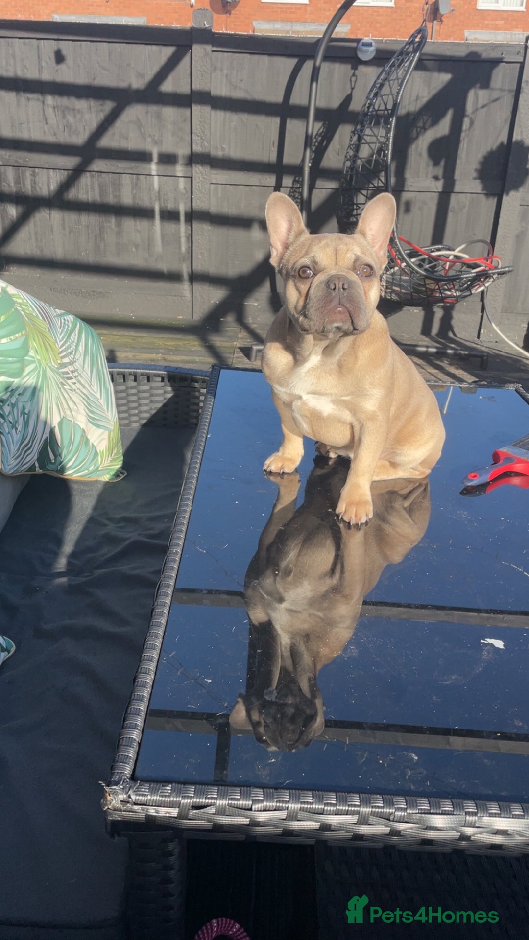 French Bulldog dogs for sale: Female French bulldog  - Advert 5