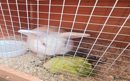 Lionhead rabbits for sale: Lion head cross Zealand white  - Image 2