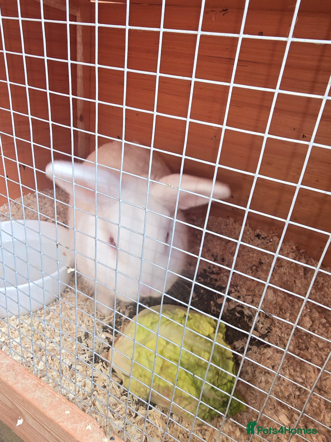 Lionhead rabbits for sale: Lion head cross Zealand white  - Image 2