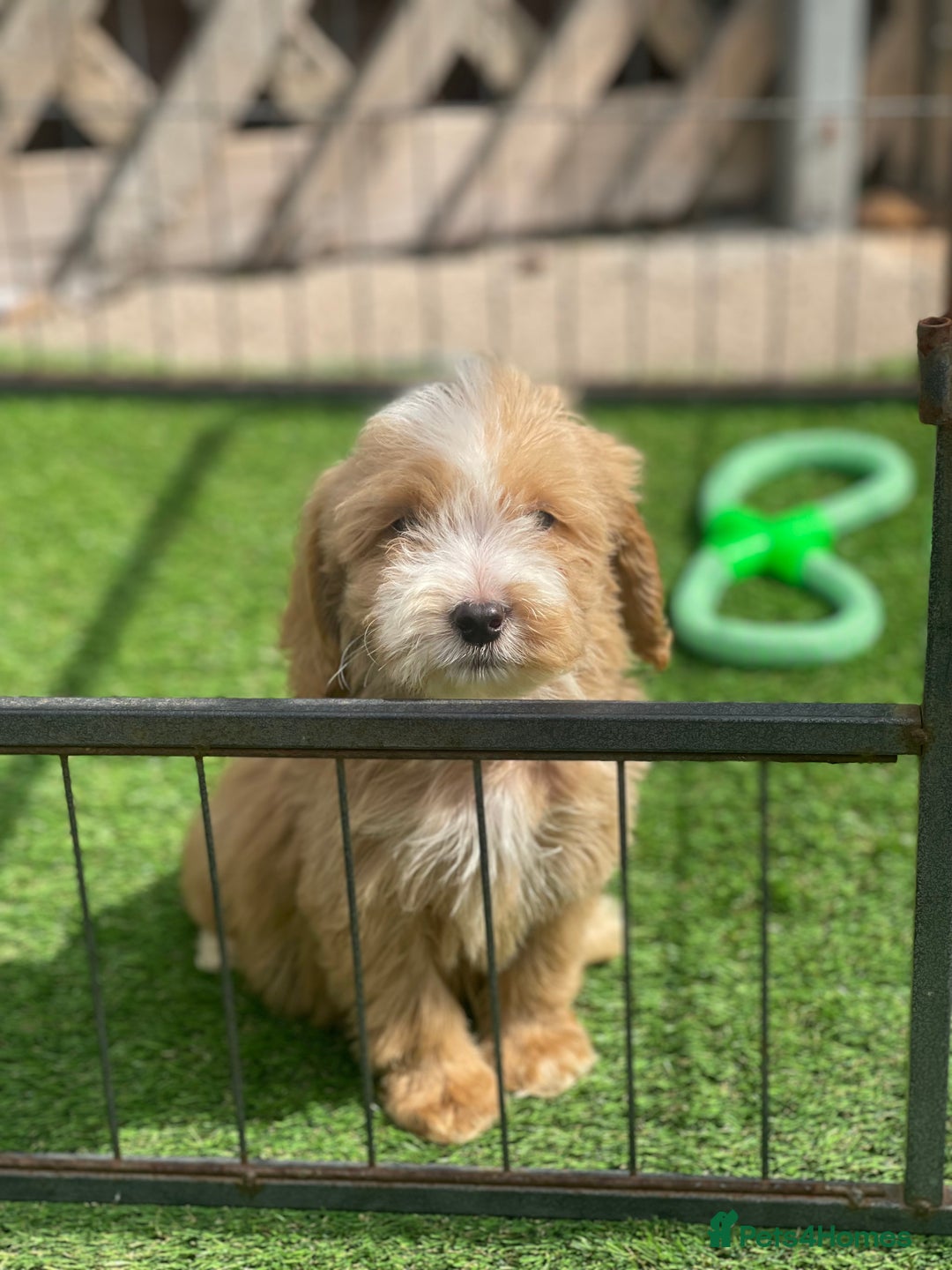 Cockapoo dogs for sale: Adorable F1 cockapoo pups NOW READY  - Image 19