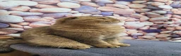 Scottish Fold cats for stud: SCOTTISH FOLD FOR STUD  - Advert 6