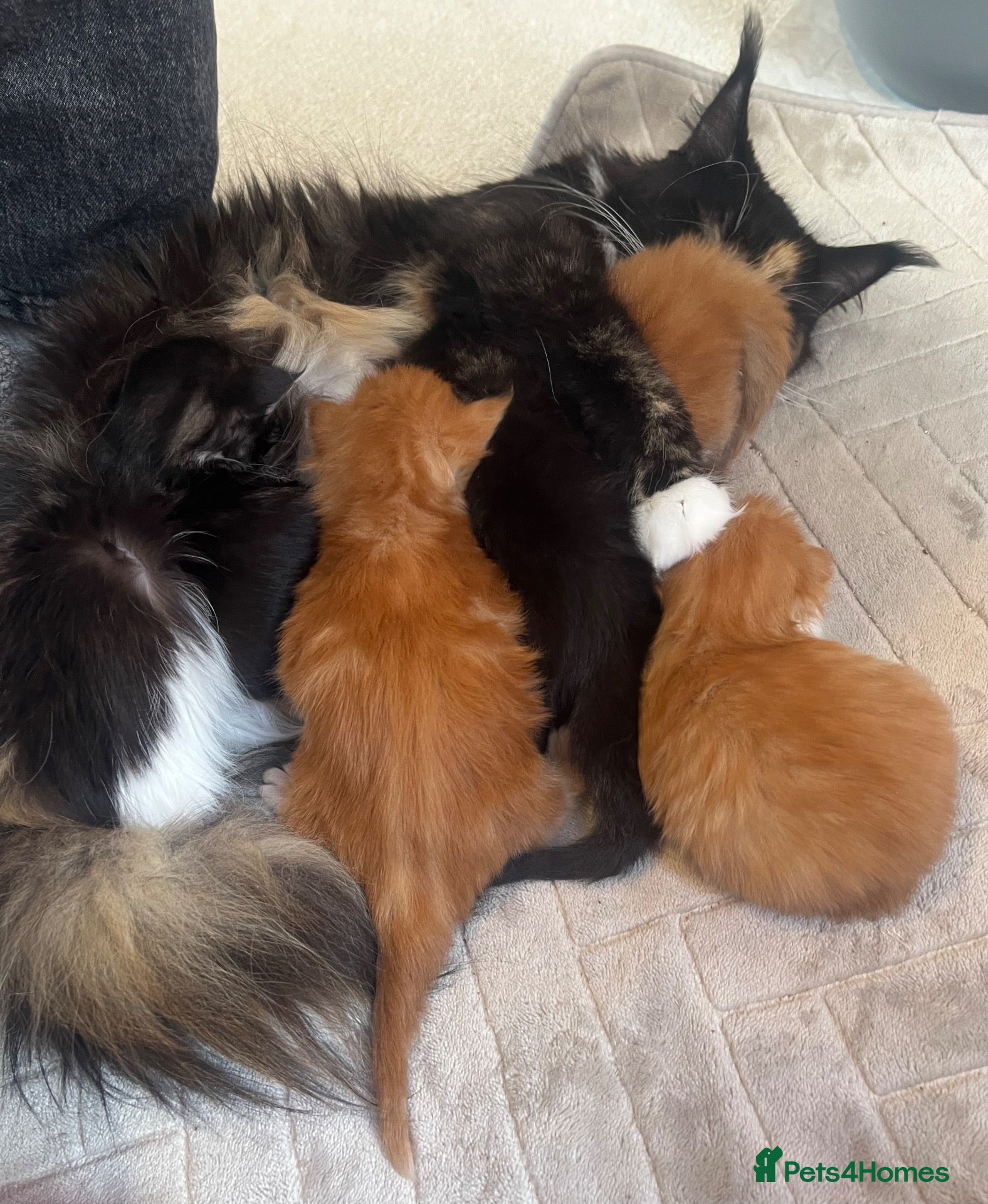 Maine Coon cats for sale: Beautiful Maine coon kittens - Advert 1