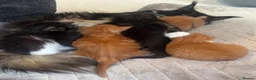 Maine Coon cats for sale: Beautiful Maine coon kittens - Advert 1