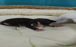 Cornish Rex cats for sale: Cornish Rex kittens available to reserve. - Image 14