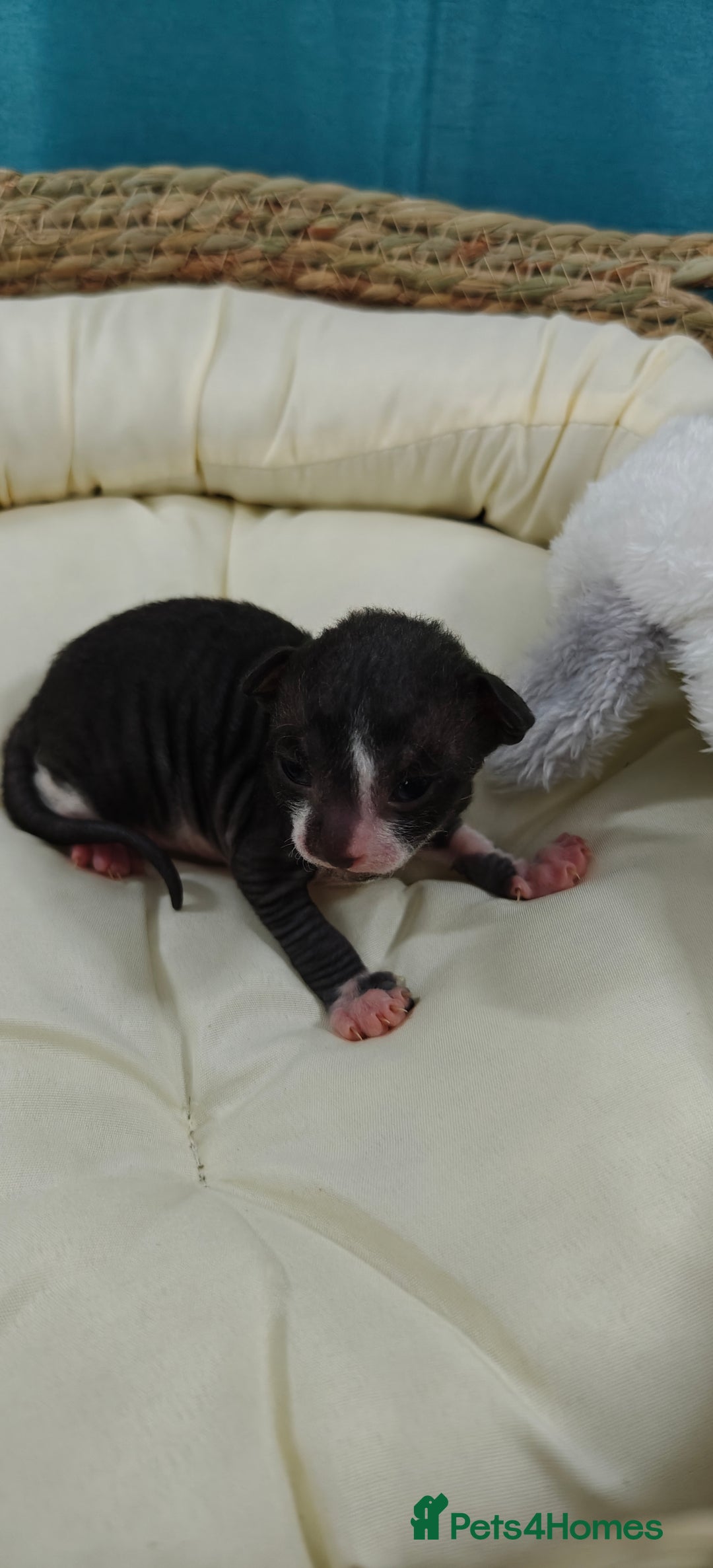 Cornish Rex cats for sale: Cornish Rex kittens available to reserve. - Image 14