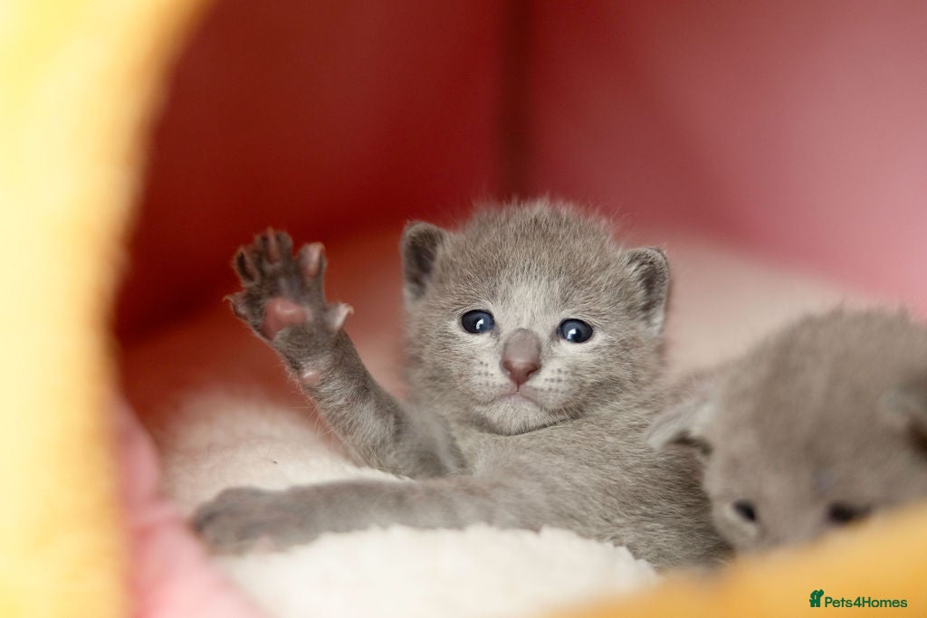 Russian Blue cats for sale: Pure Russian Blue Kittens Available to Reserve  - Advert 1