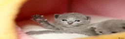 Russian Blue cats for sale: TICA Reg Boutique Russian Blue Kittens  - Advert 25