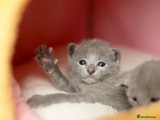 Russian Blue cats Pure Russian Blue Kittens Available to Reserve - Advert 2