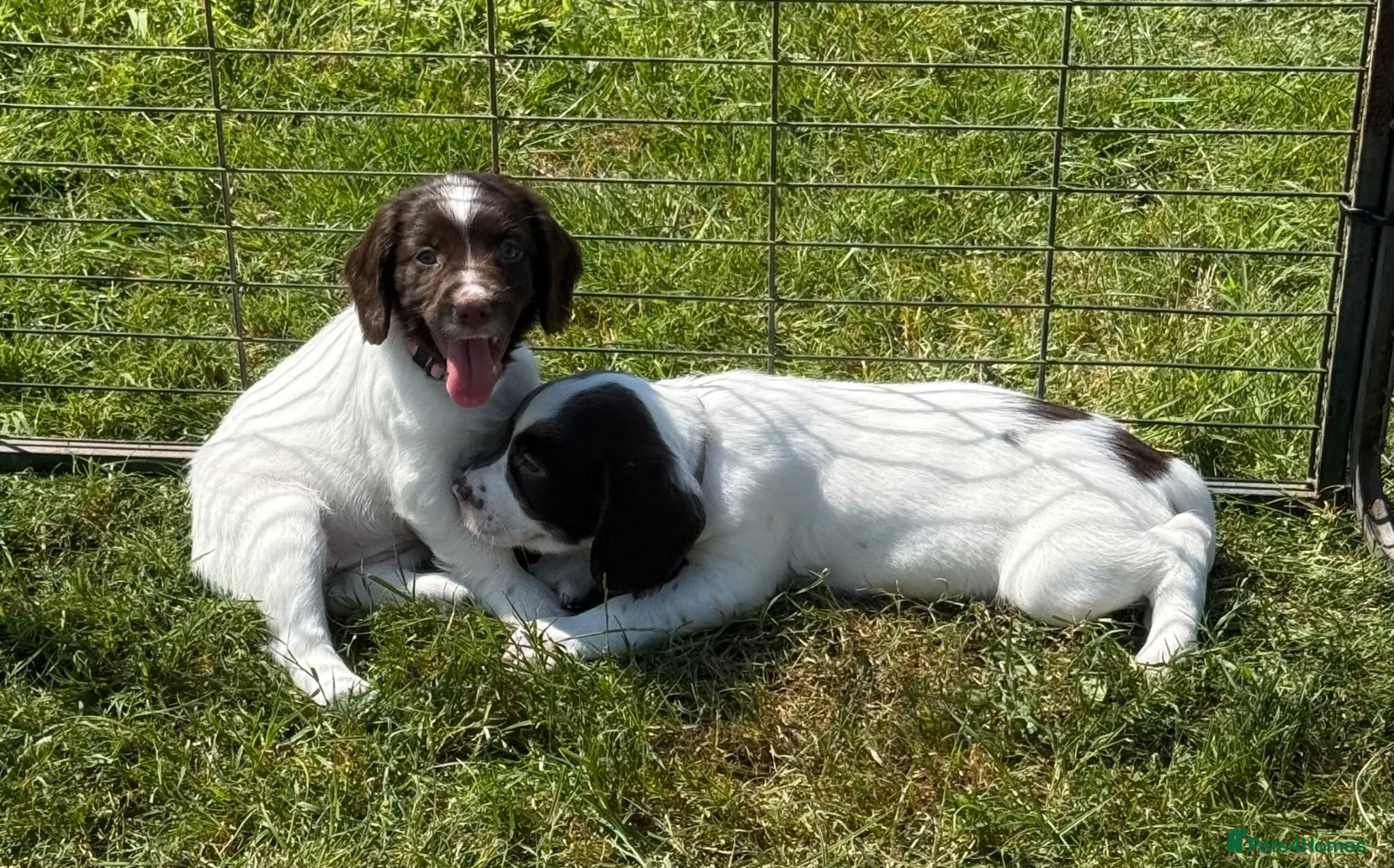 English Springer Spaniel dogs English Springer Spaniel Puppies - Advert 2
