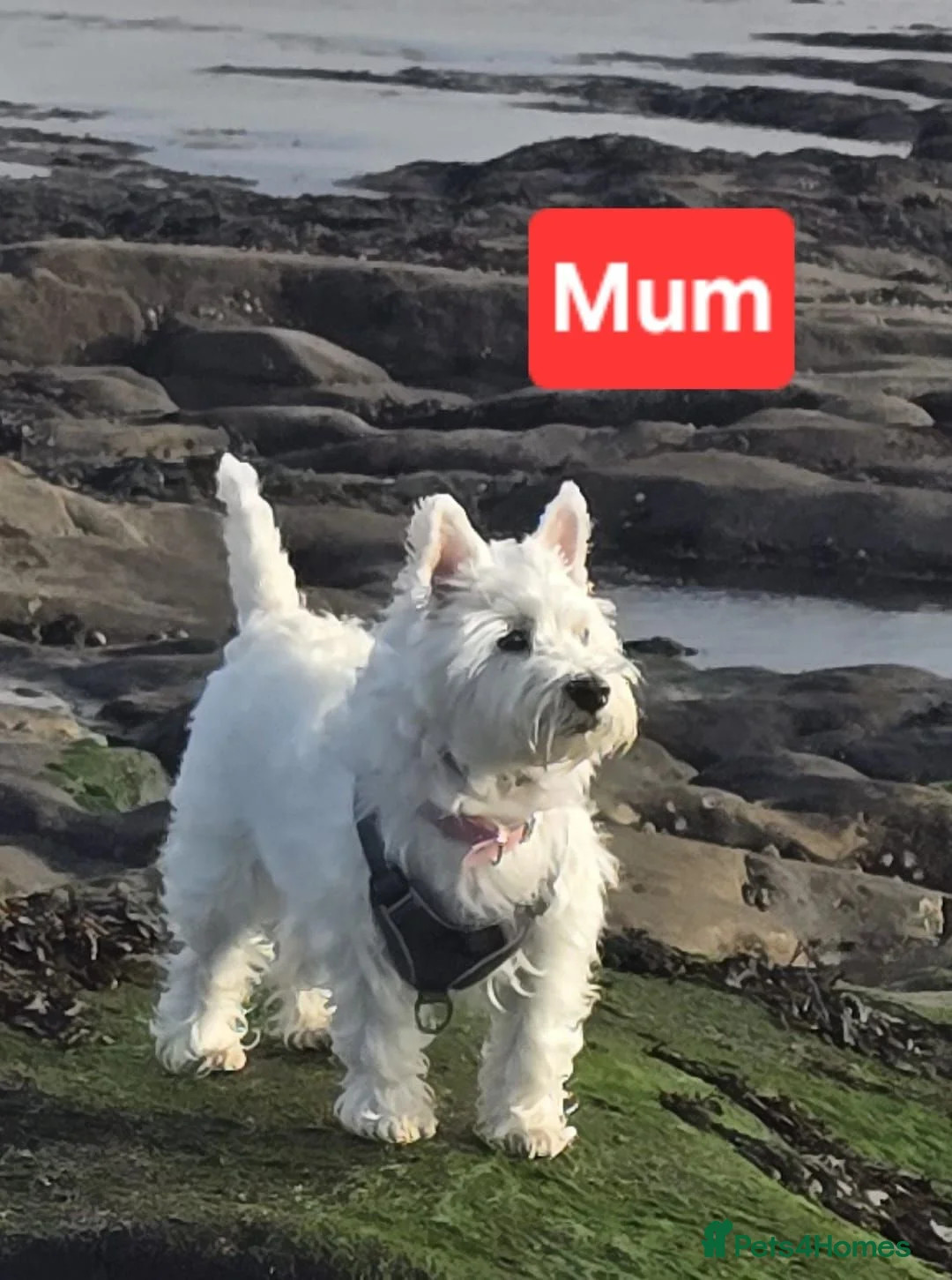 West Highland Terrier dogs for sale: West highland terrier puppies for sale in Newcastle upon Tyne - Advert 2