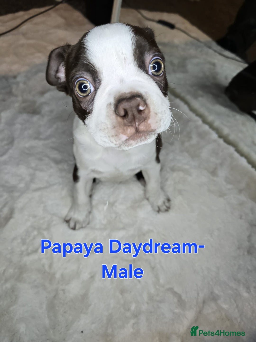 Boston Terrier dogs for sale: Beautiful Family Bostons  - Advert 7