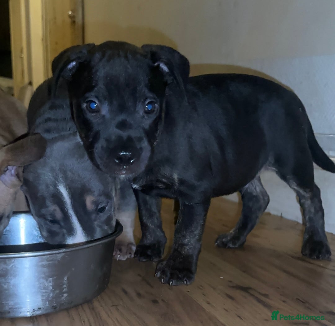 Staffordshire Bull Terrier dogs for sale: Staffy Brindle Black Boy London Staffordshire - Image 2
