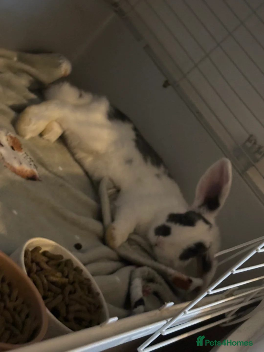 Mixed Breed rabbits for sale: Male Rabbit for sale - Advert 7