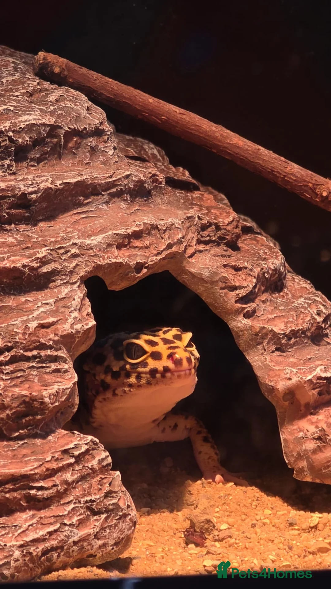 Leopard Gecko reptiles for sale: Two Leopard Geckos For sale in Blackwood - Advert 1