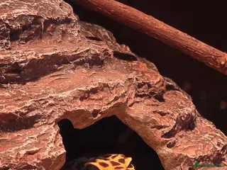 Leopard Gecko reptiles Two Leopard Geckos For sale - Advert 3