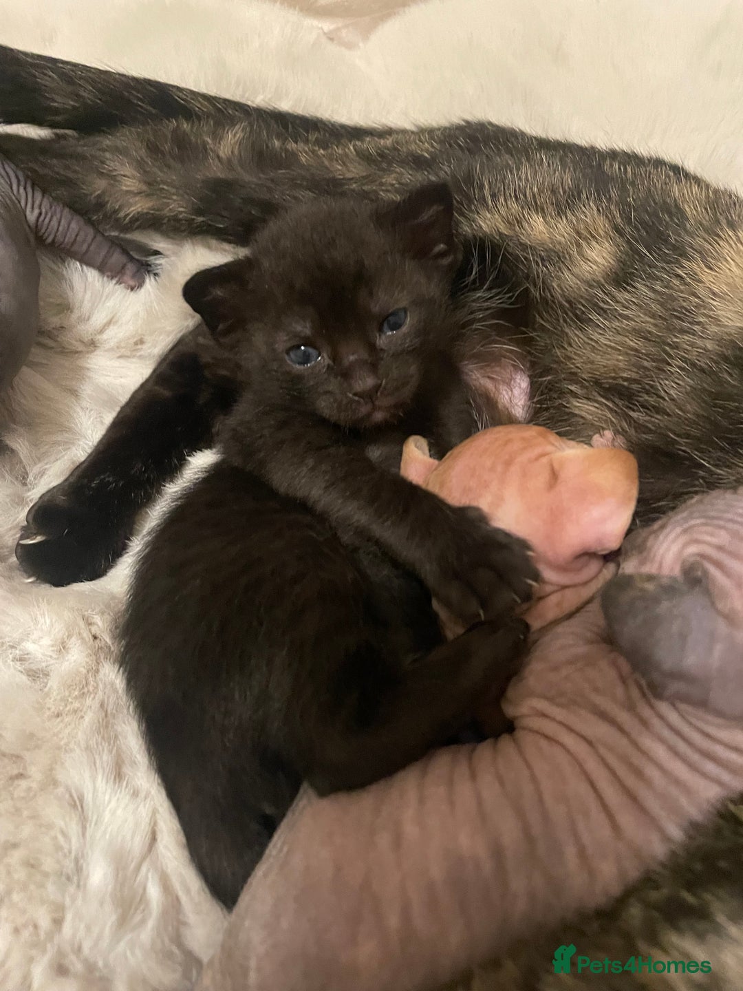 Sphynx cats for sale: Beautiful Sphynx cross orinetal kittens  - Advert 30